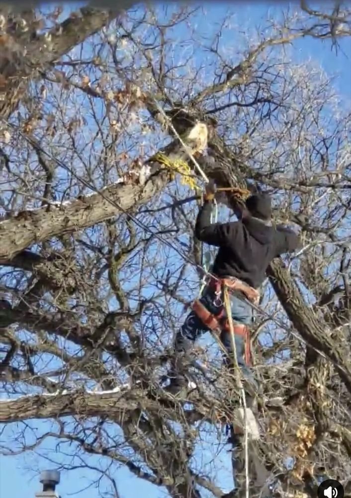 Climber rigging a rope for a controlled limb removal