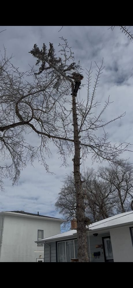 Large limbed tree being taken down near a residential property