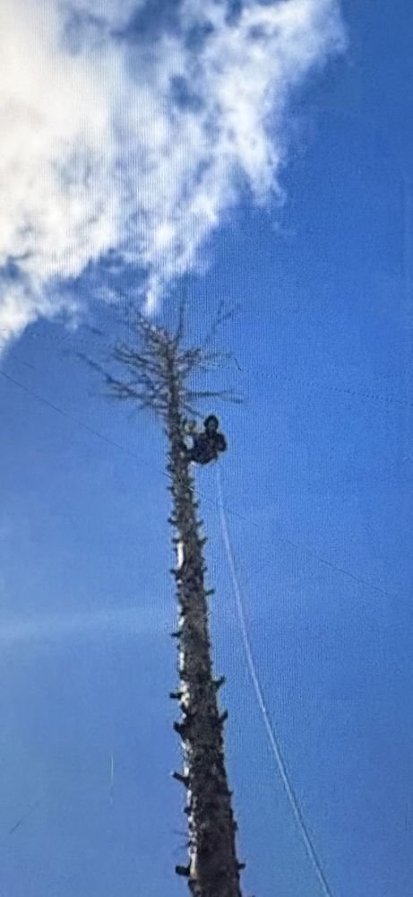 Arborist high in a conifer during a storm-damaged tree removal